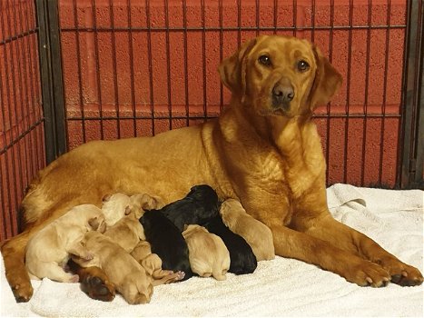 Puur ras Labrador Retriever puppy - 0