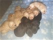 Puur ras Labrador Retriever puppy - 1 - Thumbnail