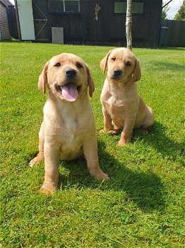 Rasechte Labrador Retriever-puppy's nu klaar !! - 0