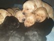 Rasechte Labrador Retriever-puppy's nu klaar !! - 2 - Thumbnail