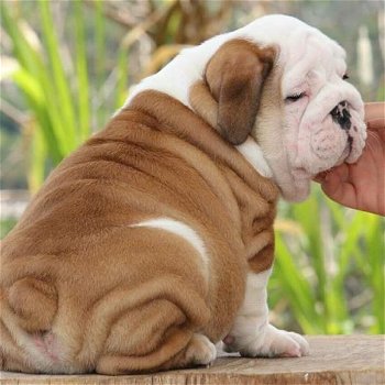 Engelse bulldog pups - 0