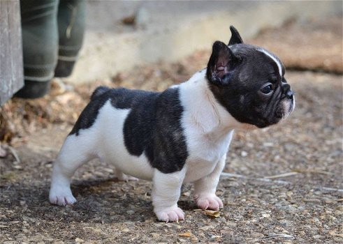 Prachtige franse bulldog pups - 0
