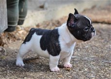 Prachtige franse bulldog pups