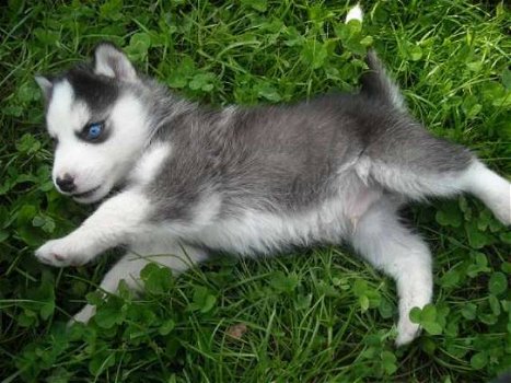 Siberische husky pups - 0