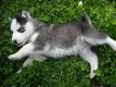 Siberische husky pups - 0 - Thumbnail