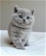 Brits korthaar kitten heeft een nieuw huis nodig - 0 - Thumbnail