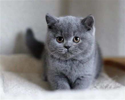Brits korthaar kitten heeft een nieuw huis nodig - 1