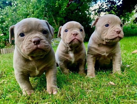 geweldige Franse bulldog-puppy's - 0