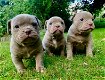 geweldige Franse bulldog-puppy's - 0 - Thumbnail