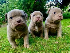 geweldige Franse bulldog-puppy's