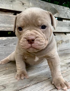 geweldige Franse bulldog-puppy's - 1