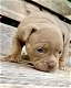 geweldige Franse bulldog-puppy's - 2 - Thumbnail