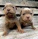 geweldige Franse bulldog-puppy's - 3 - Thumbnail