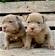 geweldige Franse bulldog-puppy's - 4 - Thumbnail
