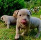 geweldige Franse bulldog-puppy's - 5 - Thumbnail