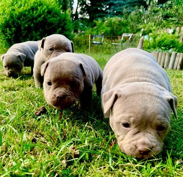 geweldige Franse bulldog-puppy's - 6