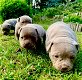 geweldige Franse bulldog-puppy's - 6 - Thumbnail