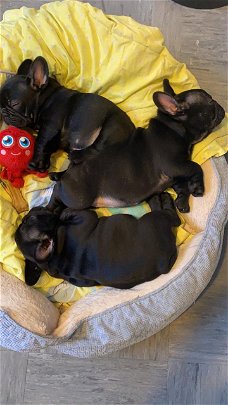Nestje van prachtige Franse bulldog pups