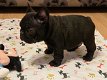 Nestje van prachtige Franse bulldog pups - 1 - Thumbnail