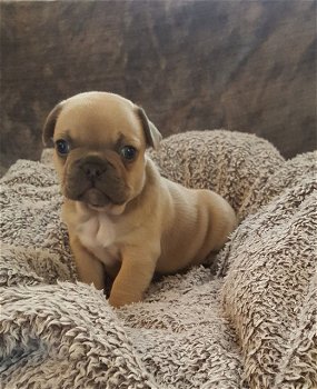 Nestje van prachtige Franse bulldog pups - 2