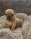 Nestje van prachtige Franse bulldog pups - 2 - Thumbnail