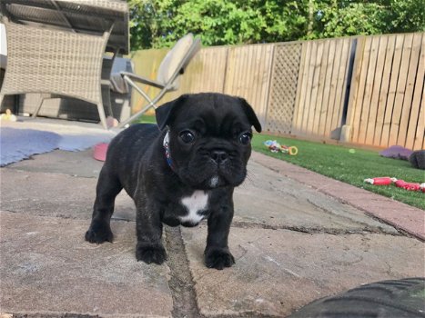 Nestje van prachtige Franse bulldog pups - 3