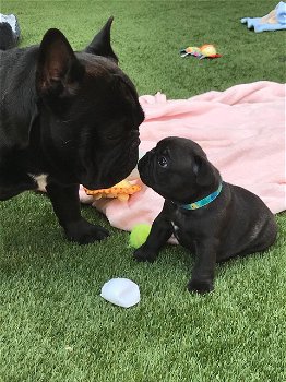 Nestje van prachtige Franse bulldog pups - 4