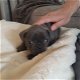 Nestje van prachtige Franse bulldog pups - 6 - Thumbnail