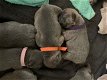 FRANSE BULLDOG PUPPIES - 1 - Thumbnail