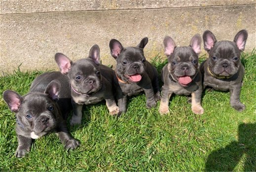 Franse bulldog pups van hoge kwaliteit - 0