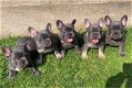Franse bulldog pups van hoge kwaliteit - 0 - Thumbnail