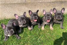 Franse bulldog pups van hoge kwaliteit