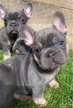 Franse bulldog pups van hoge kwaliteit - 1