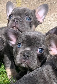 Franse bulldog pups van hoge kwaliteit - 2