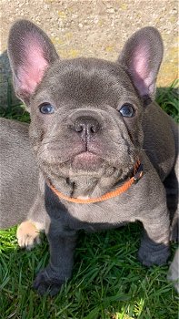 Franse bulldog pups van hoge kwaliteit - 3