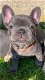 Franse bulldog pups van hoge kwaliteit - 3 - Thumbnail