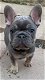 Franse bulldog pups van hoge kwaliteit - 4 - Thumbnail