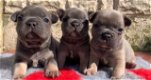 mooie Franse bulldog pup - 0 - Thumbnail