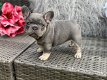 Franse bulldog pup - 1 - Thumbnail