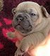 Franse bulldog pup - 2 - Thumbnail