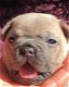 Franse bulldog pup - 3 - Thumbnail