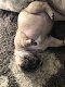Franse bulldog pup - 4 - Thumbnail
