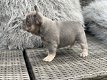 Franse bulldog pup - 6 - Thumbnail
