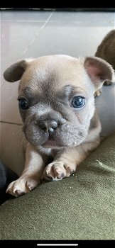 Franse bulldog pup - 1