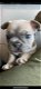 Franse bulldog pup - 1 - Thumbnail