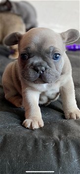 Franse bulldog pup - 2