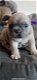 Franse bulldog pup - 2 - Thumbnail