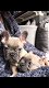 mooie Franse bulldog pup - 0 - Thumbnail