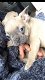 mooie Franse bulldog pup - 3 - Thumbnail