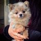 Schattige Pommerse puppy's te koop - 1 - Thumbnail
